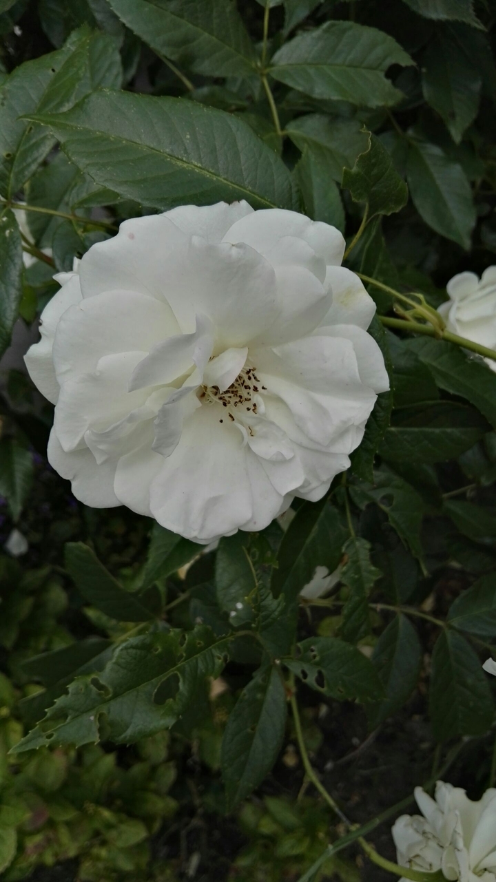 white is light