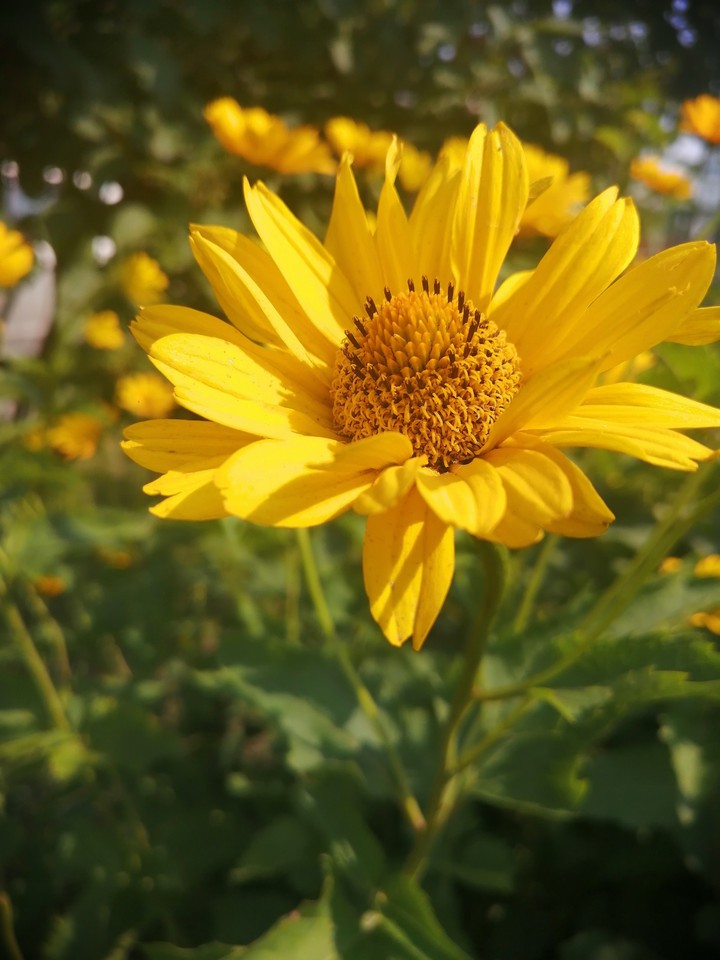 My sunny May