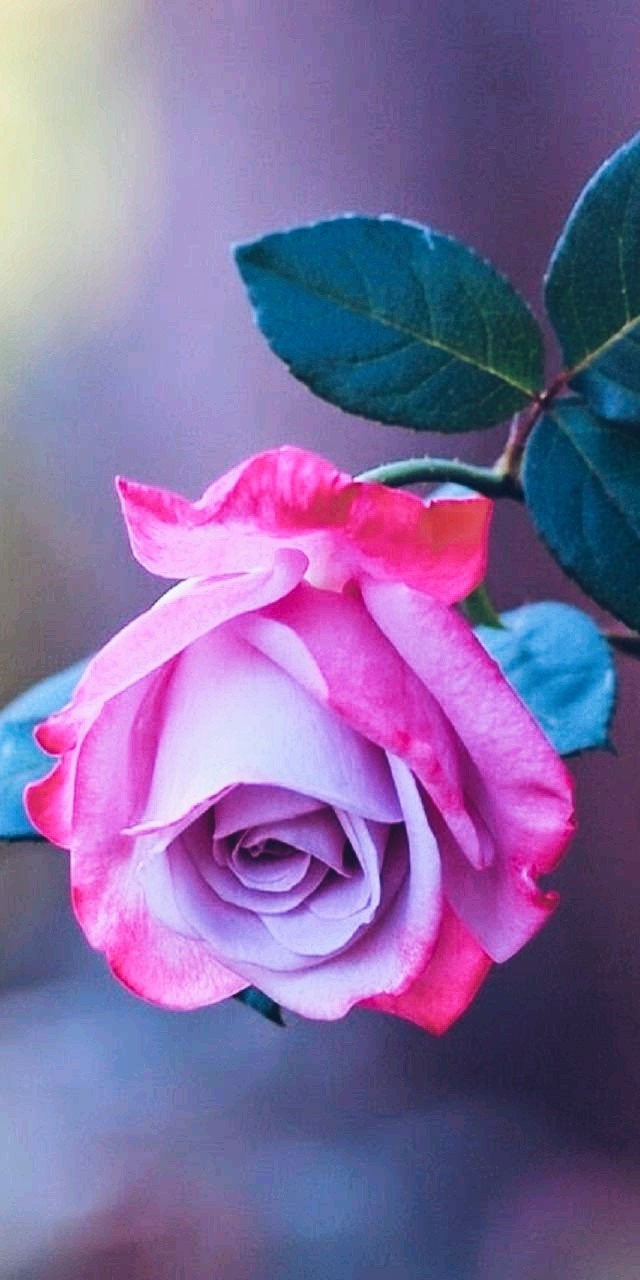 Happy Rose day