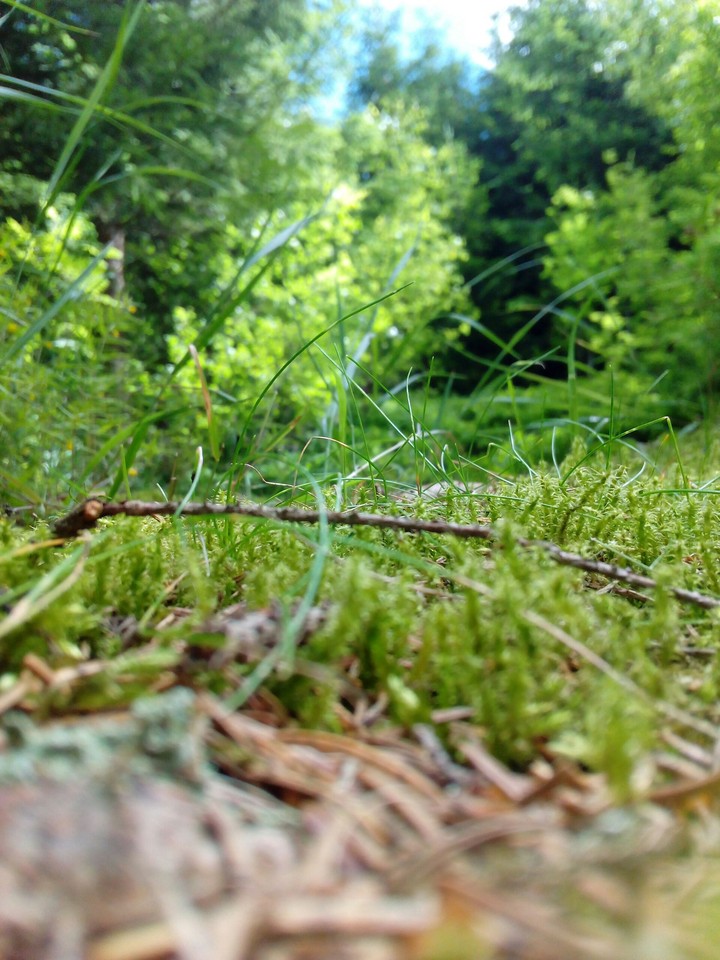 Forest