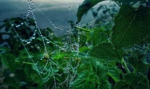 обои dew, invertebrate