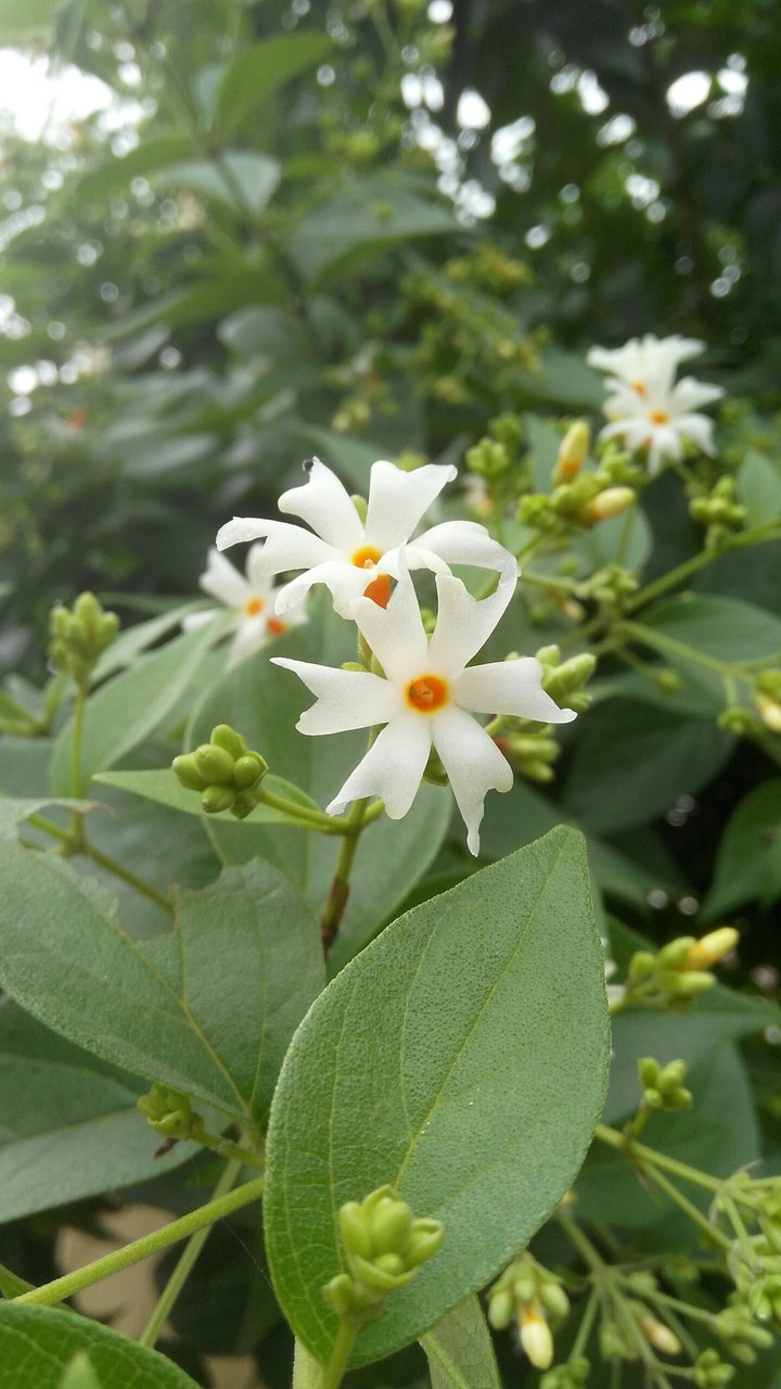 The Night Flower / Parizad