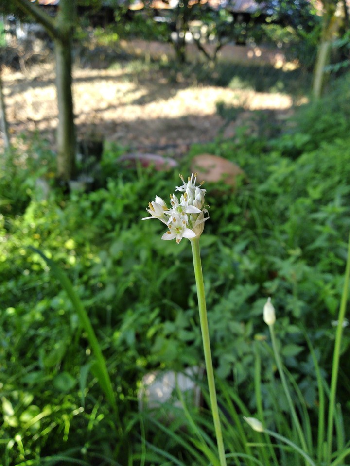 white and green