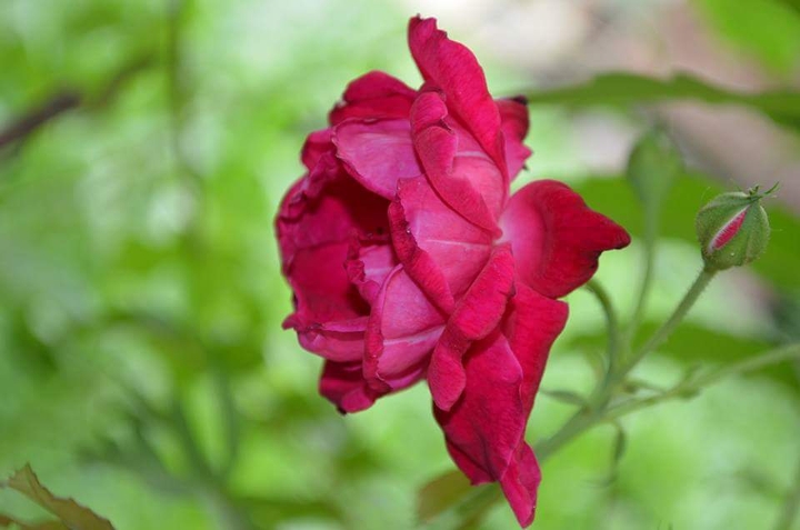 Rose flower
