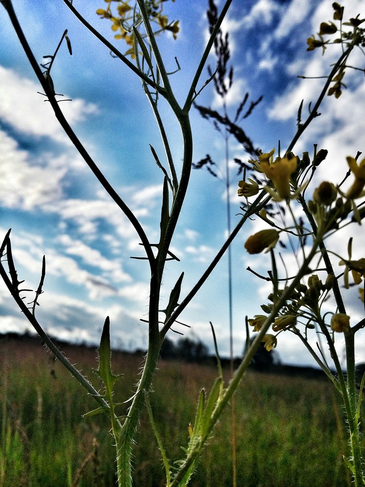 grasses