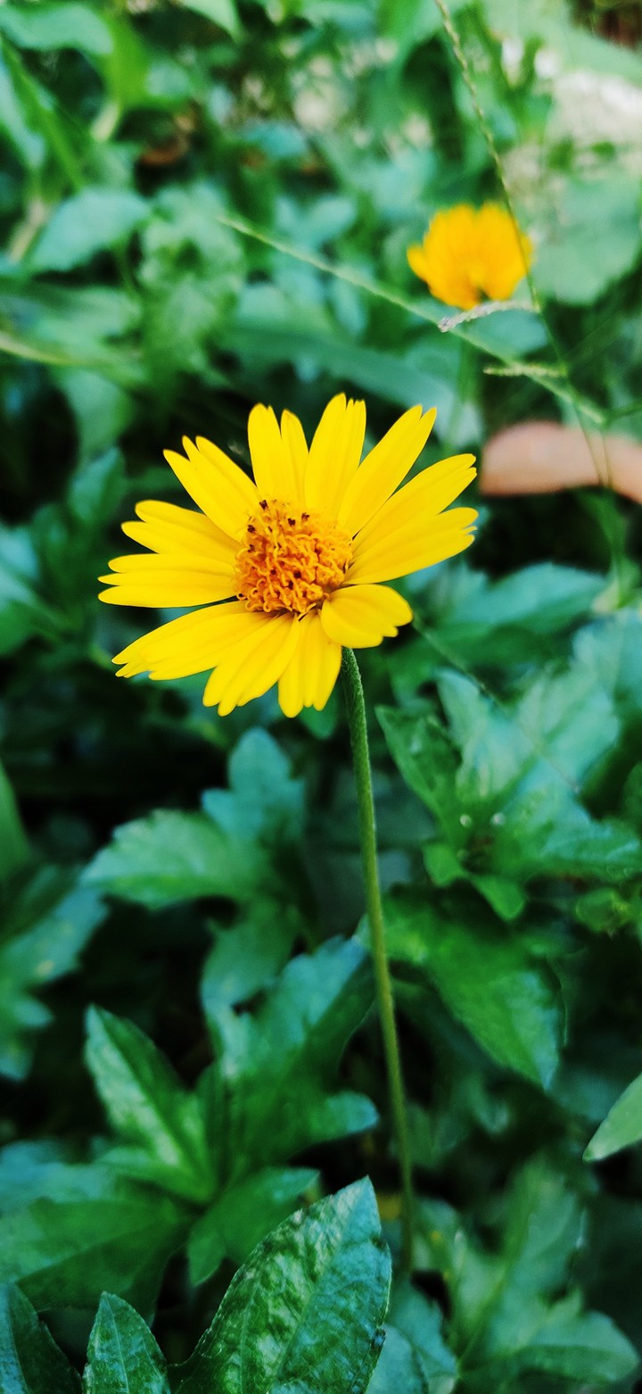 nature flower