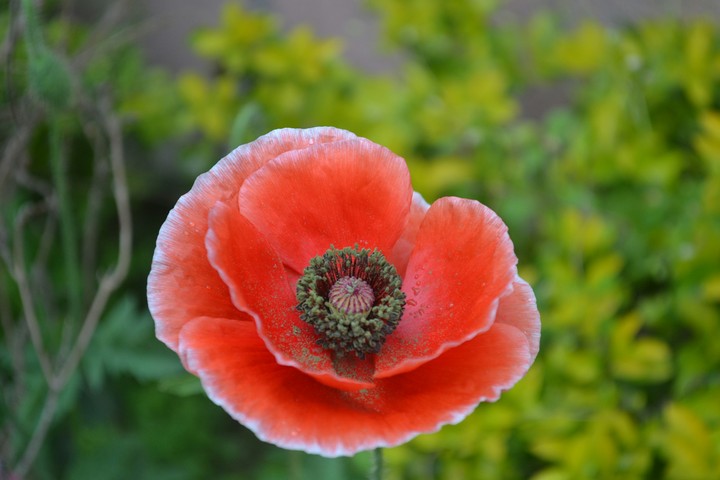 flower