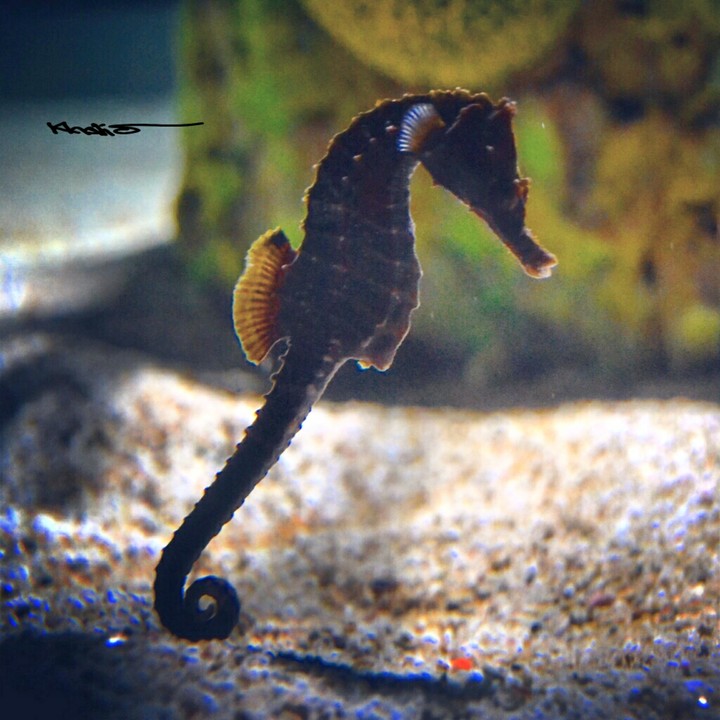 Seahorse