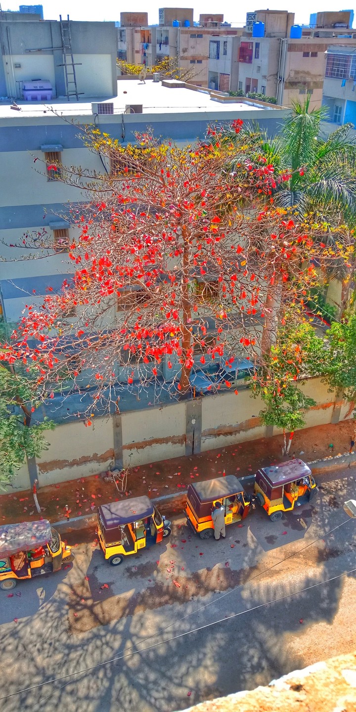 The Rose Red Tree