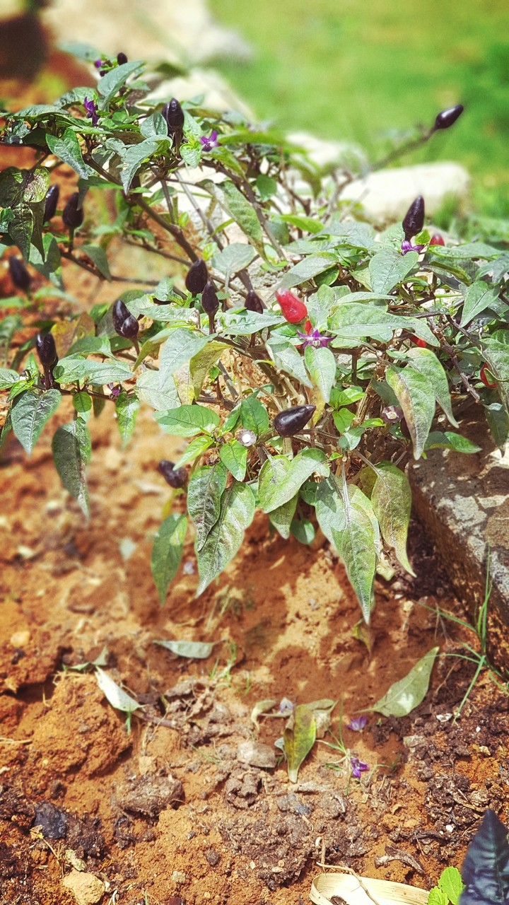 spices of life
