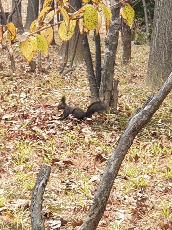 자연