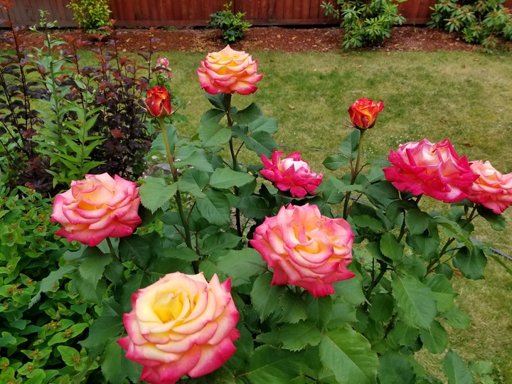 roses 2017