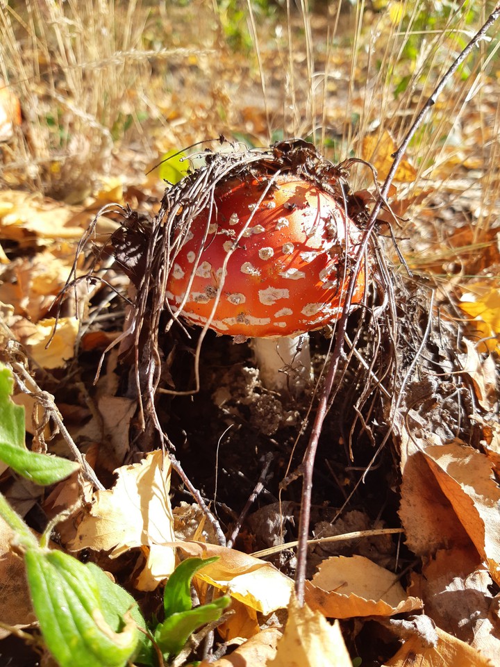 Mashrooms