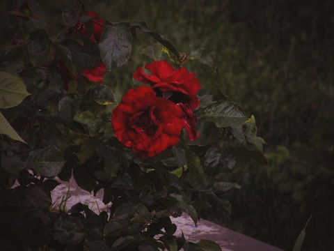Gül / Rose