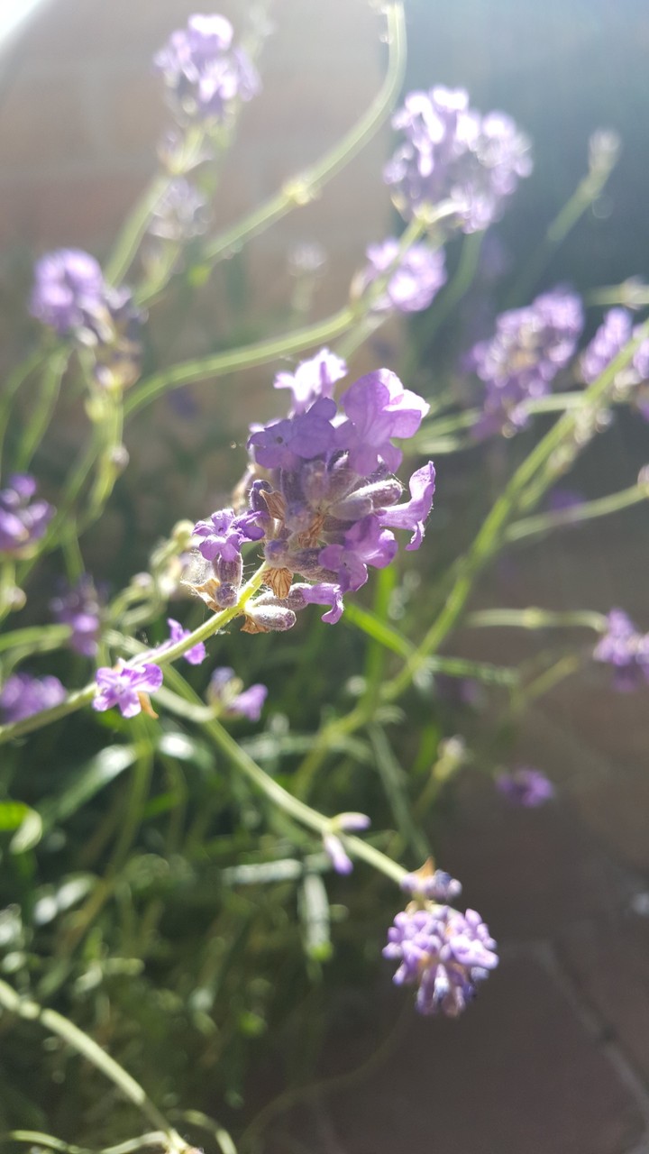 lavendel