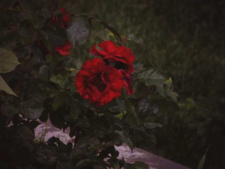 Gül / Rose