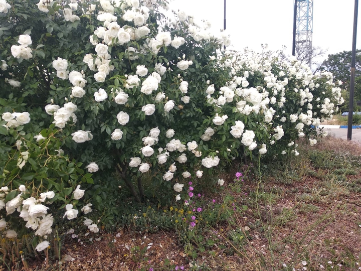 rose