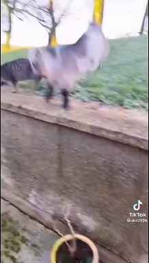 ??