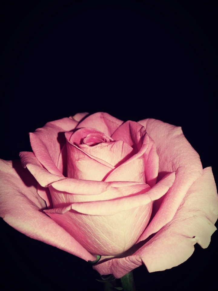 rose in the dark