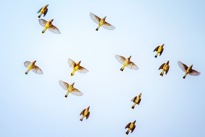 birds