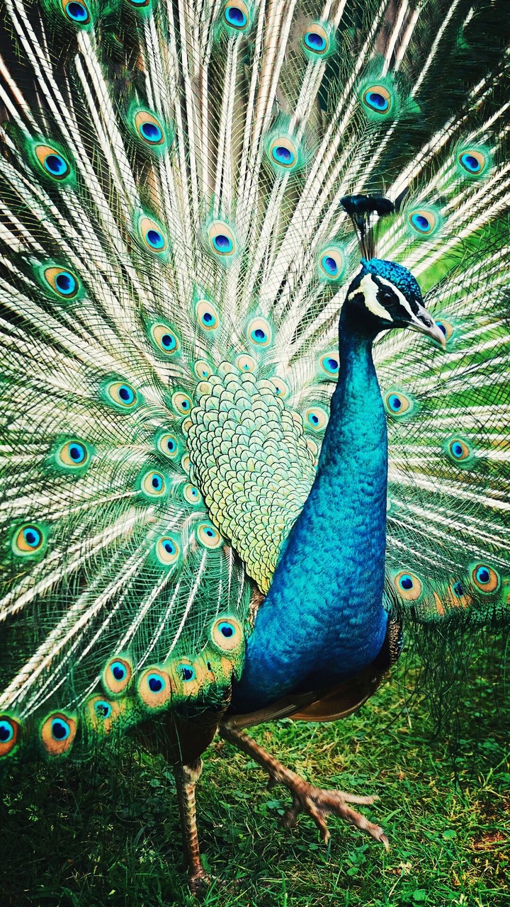 peacock