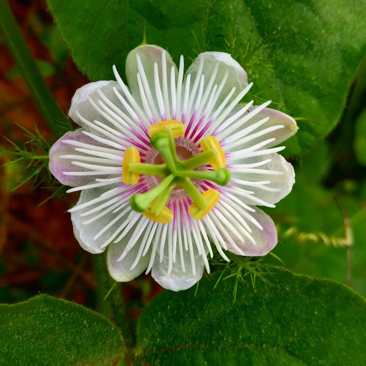 fountain flower
