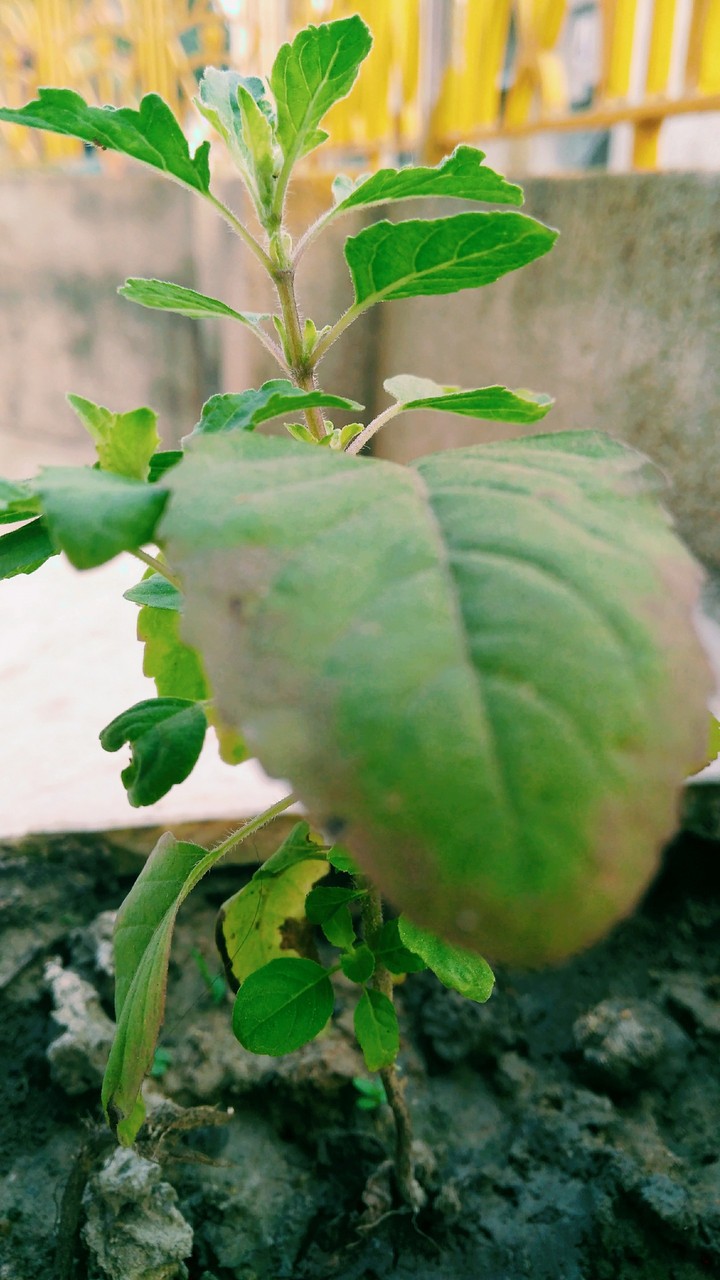 Tulsi deified God, tap and see the beauty