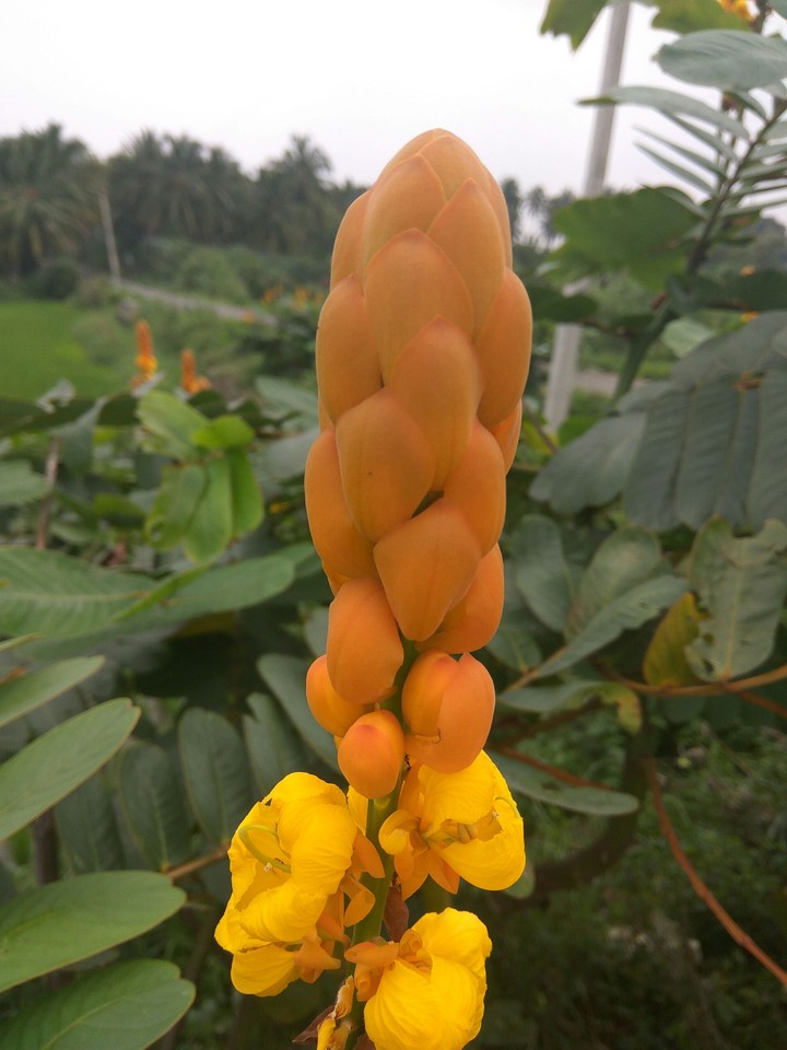 bright orange