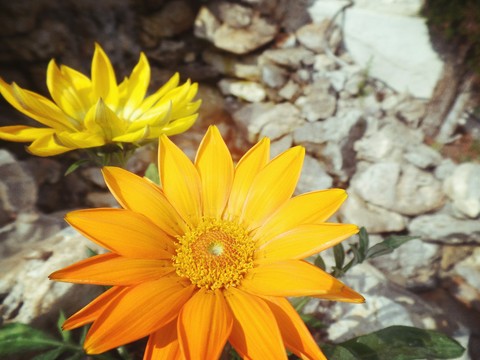 flower, yellow duvar kağıtları