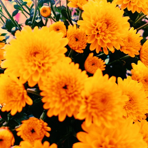 plant, flower桌布