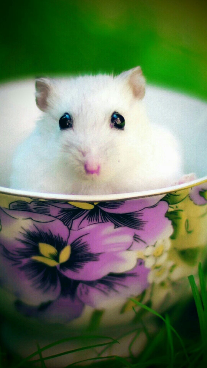 Violet