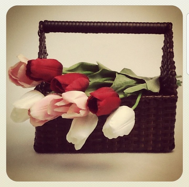Tulip dreams