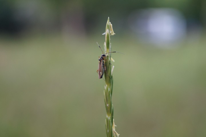 Micro life