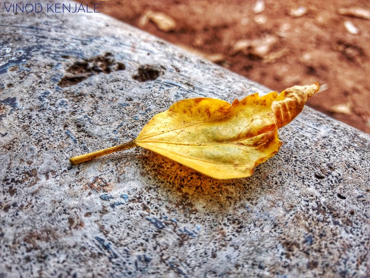 Leaf