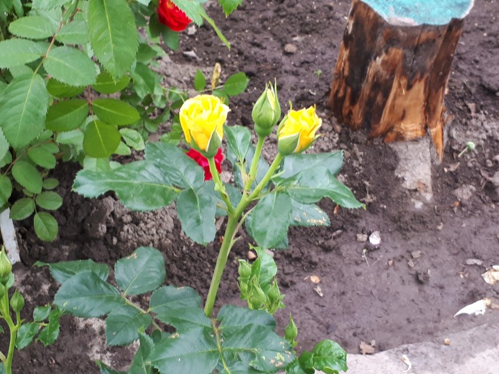 Yellow rose