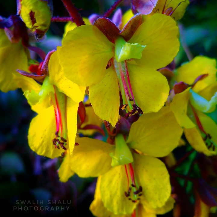 Wild photography