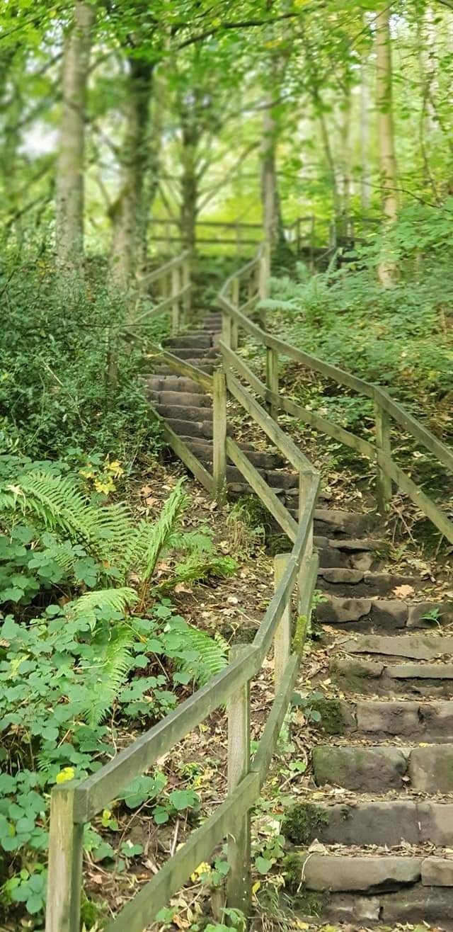 stairs in forest