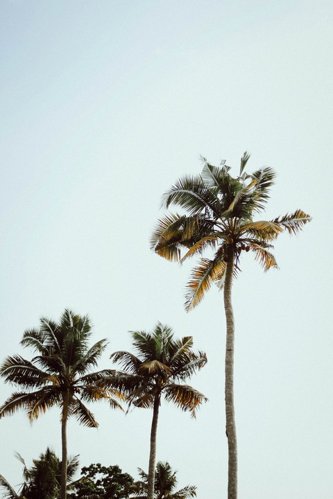 cycad, Coconut wallpapers