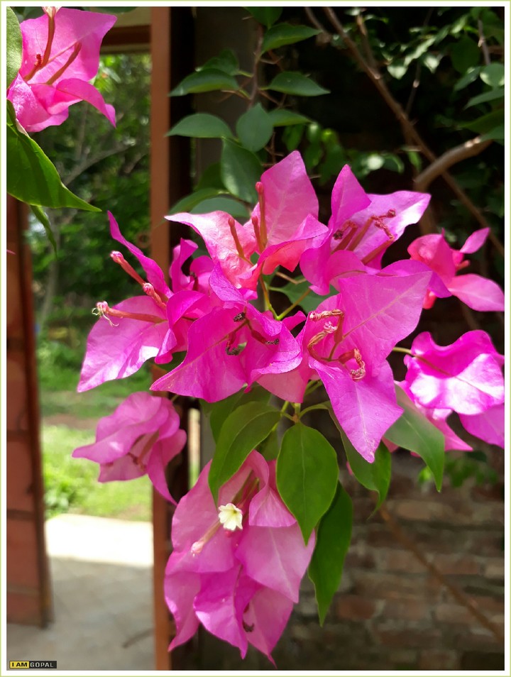 beautiful flower......❤