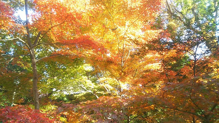 JAPAN KAMAKURA Colored leaves