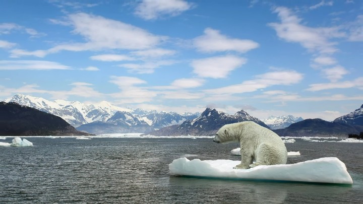 icebear