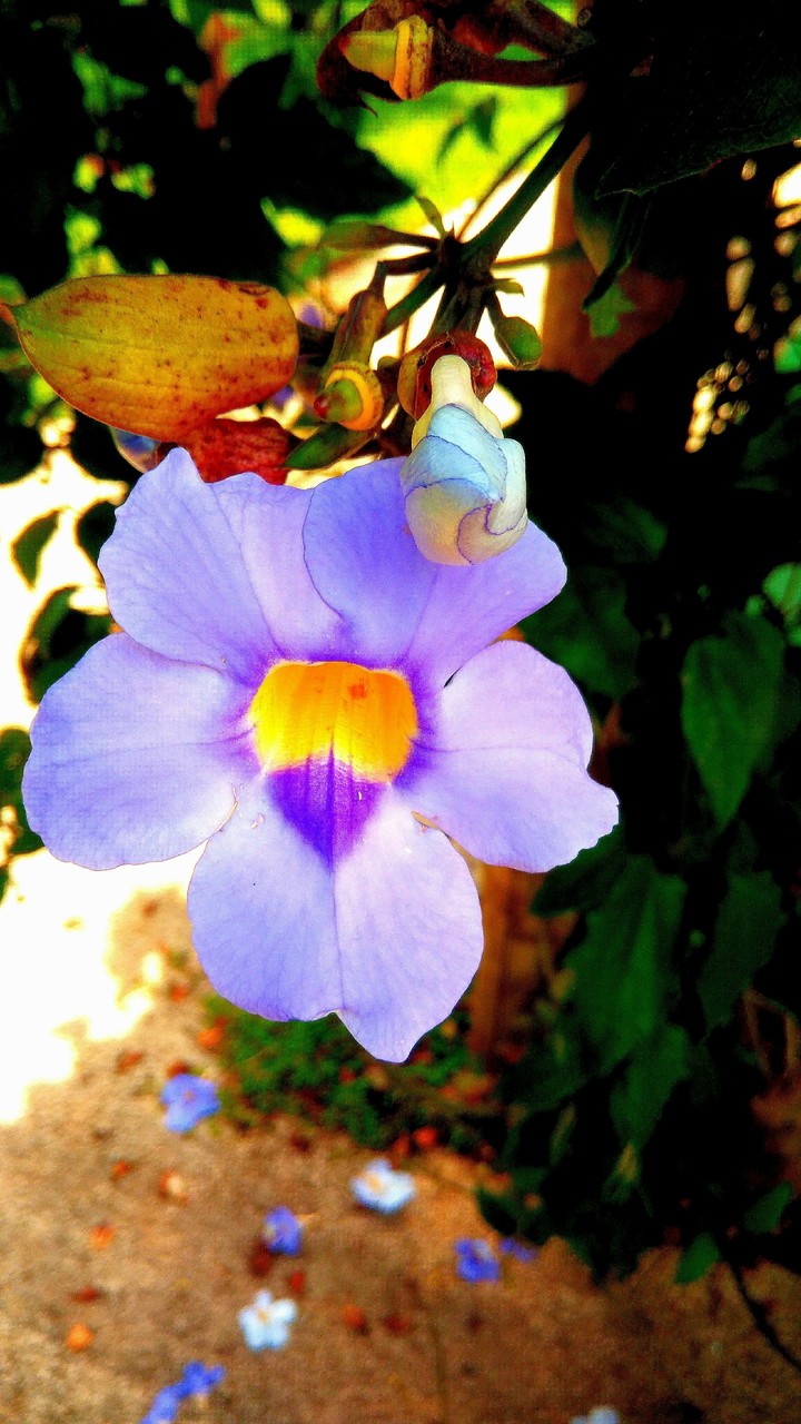 flor