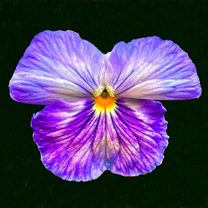 Maceška