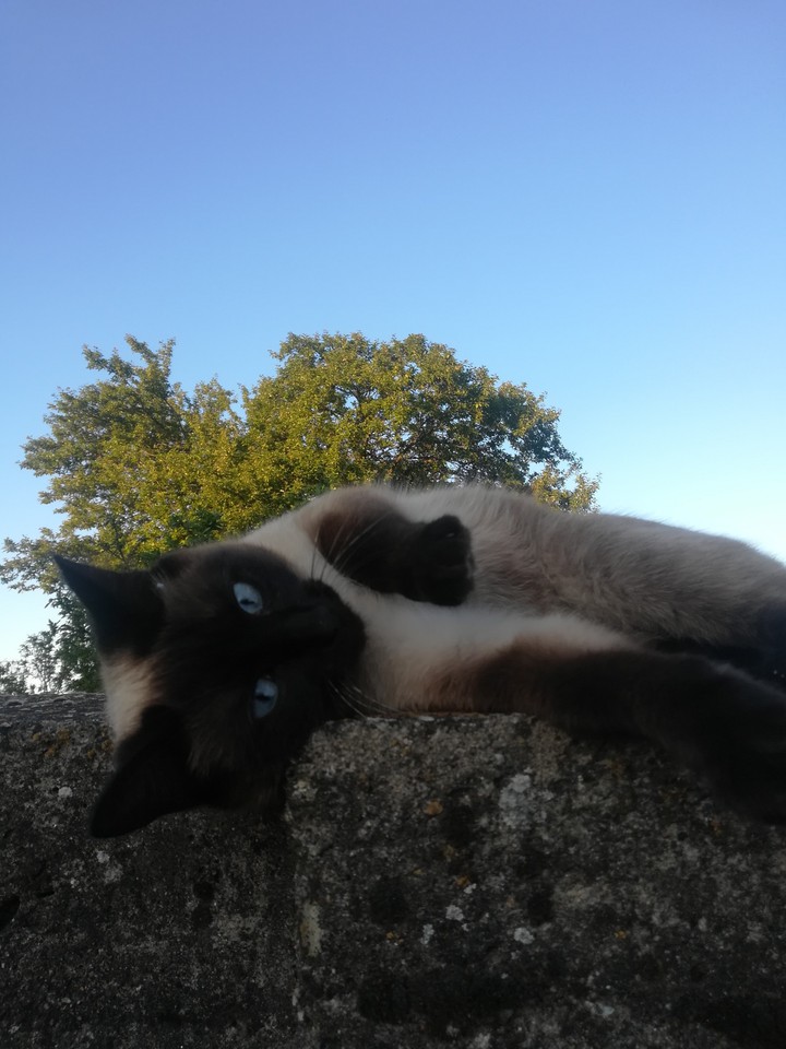 cat