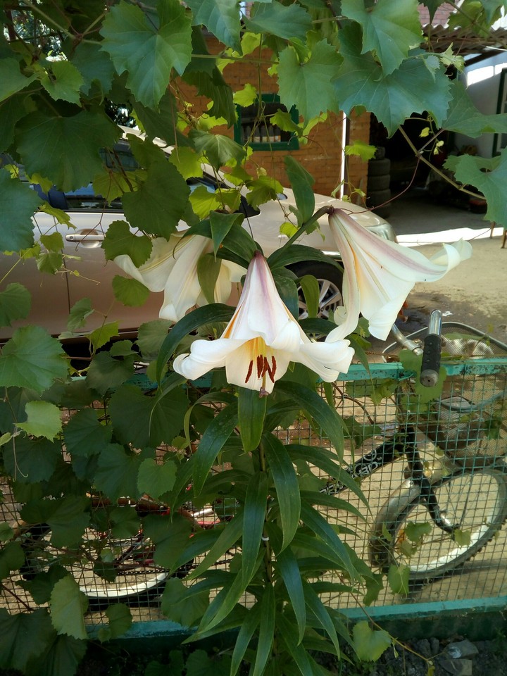 Lilly