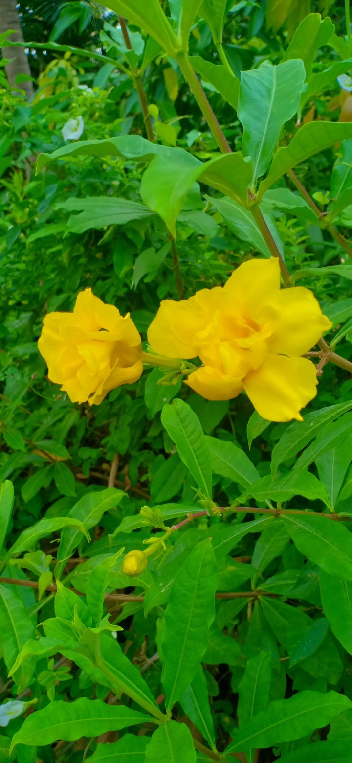 yellow beauty