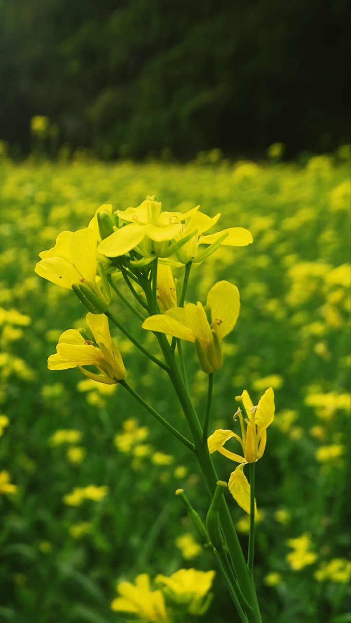 Mustard flower