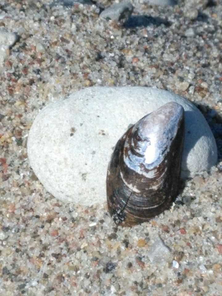 Stillleben am Strand