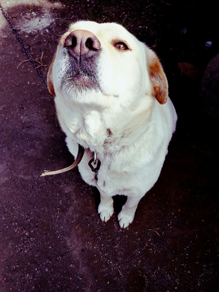 #Dog#Labrador#