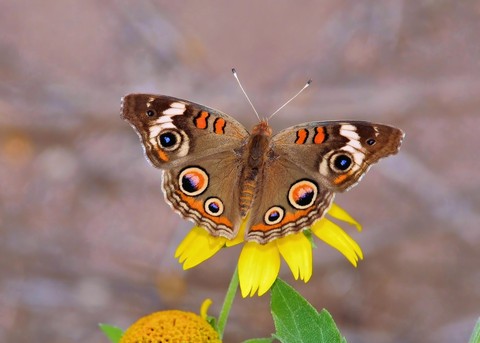 шпалери butterfly, lepidoptera